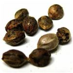 Семена марихуаны АК-47  (Seeds AK-47) в Калаче-на-Дону